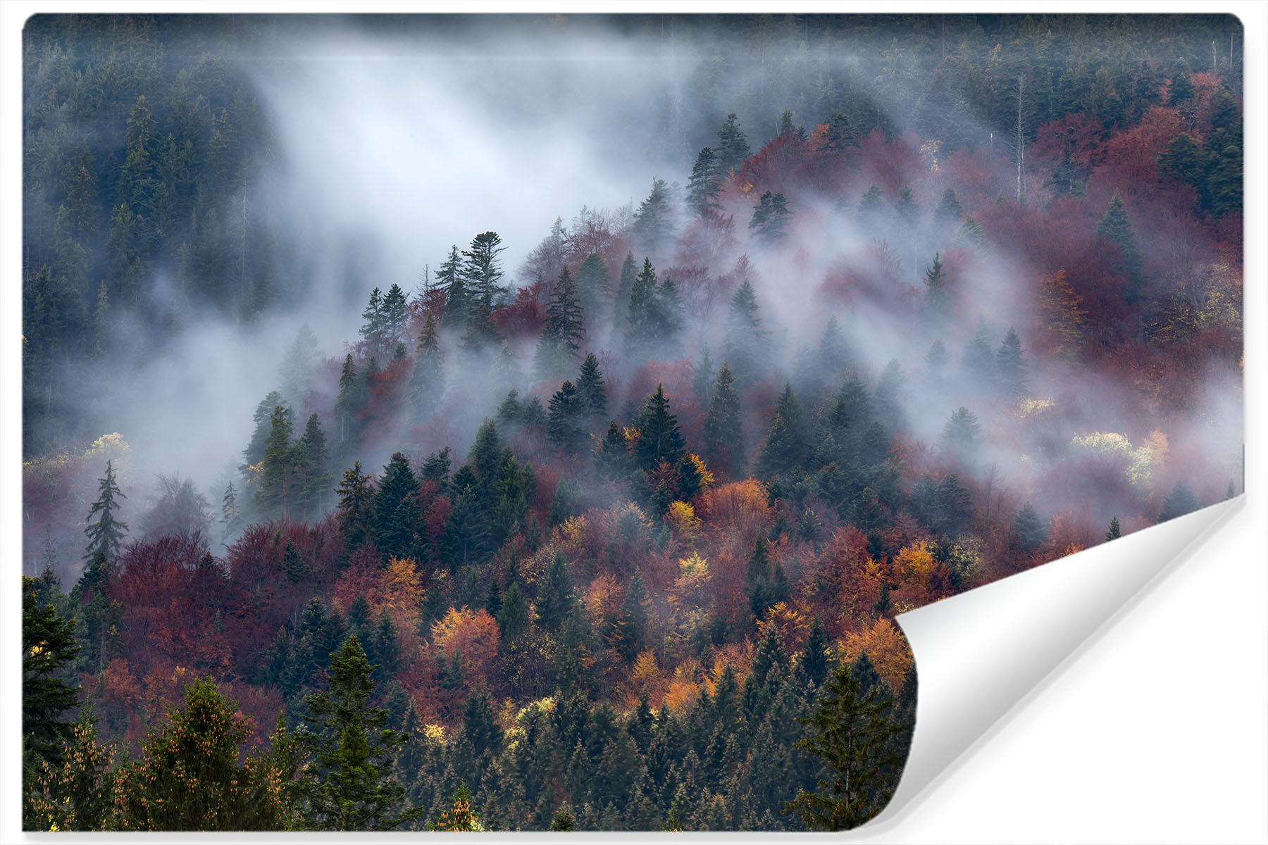 Fotobehang - Mistig herfstbos, premium print, inclusief behanglijm afbeelding