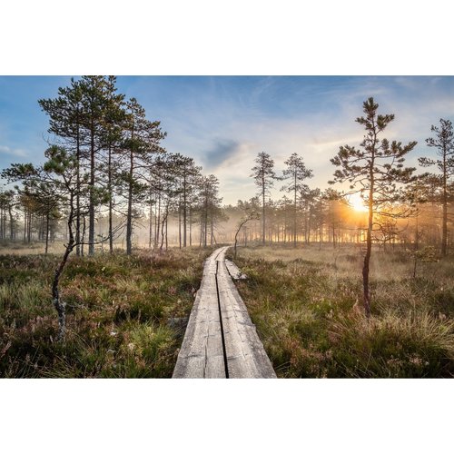 Fotobehang - Houten pad door het bos, premium print, inclusief behanglijm