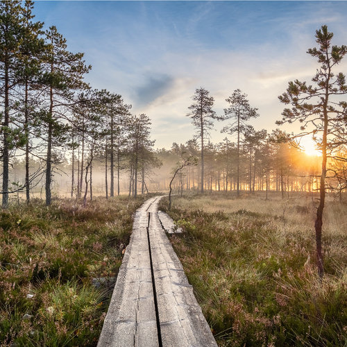 Fotobehang - Houten pad door het bos, premium print, inclusief behanglijm