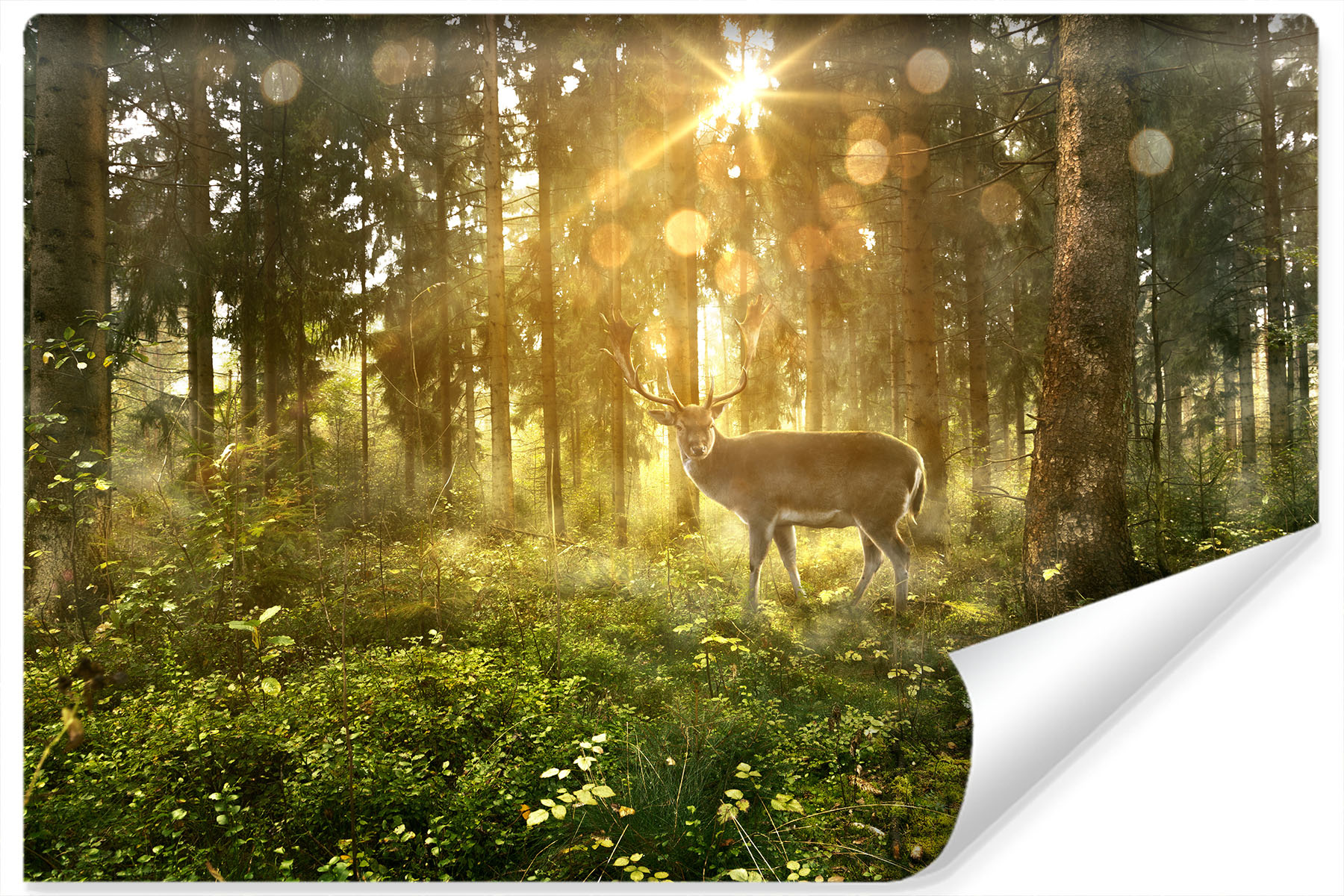 Fotobehang - Hert in zonnig bos, premium print, inclusief behanglijm afbeelding