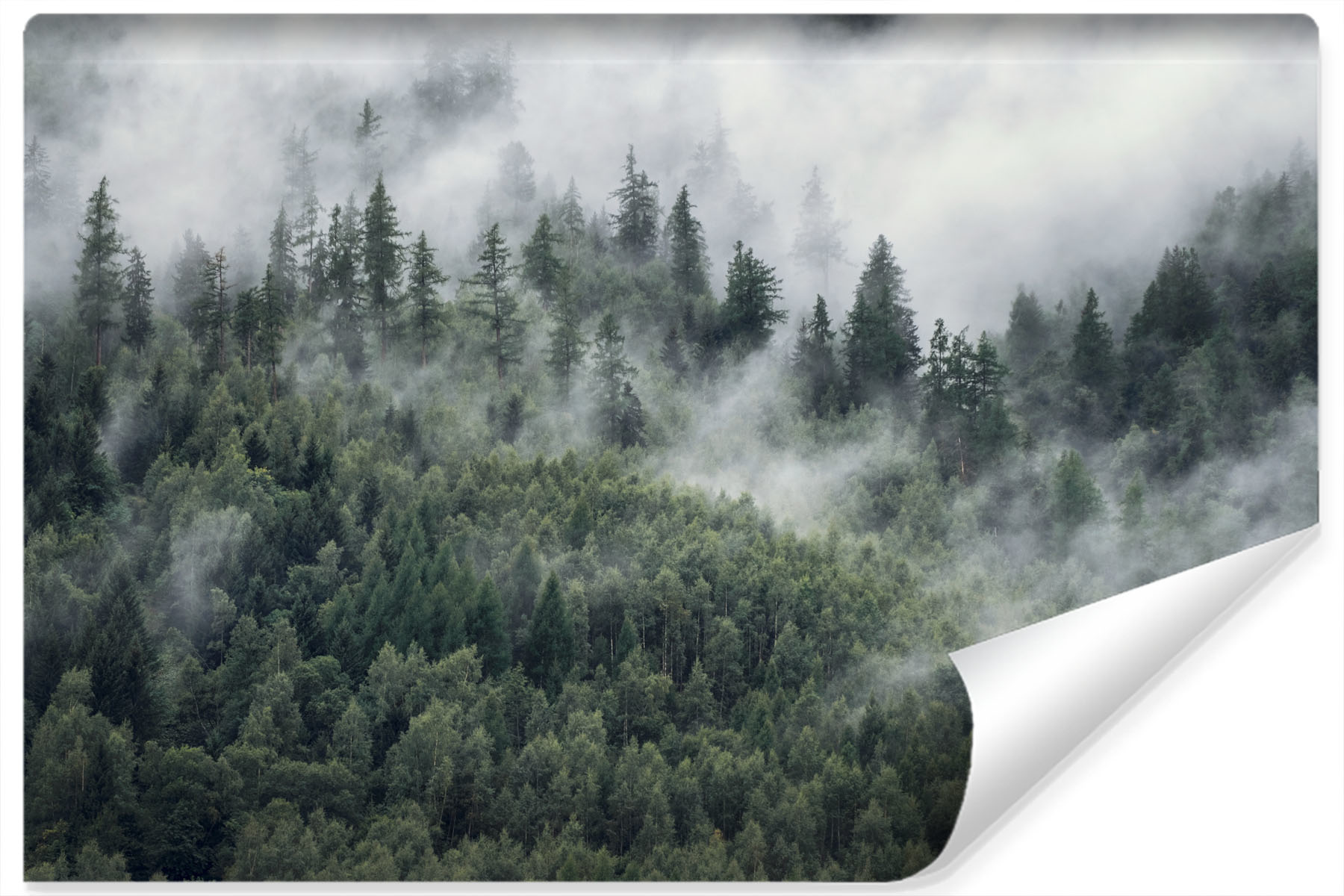 Fotobehang - Bos in de mist , premium print, inclusief behanglijm