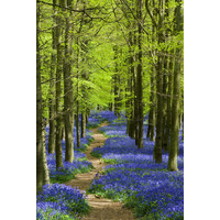 Poster - Blauw Pad door het Bos, Premium Print Karo-art Poster - Blauw Pad door het Bos, Premium Print