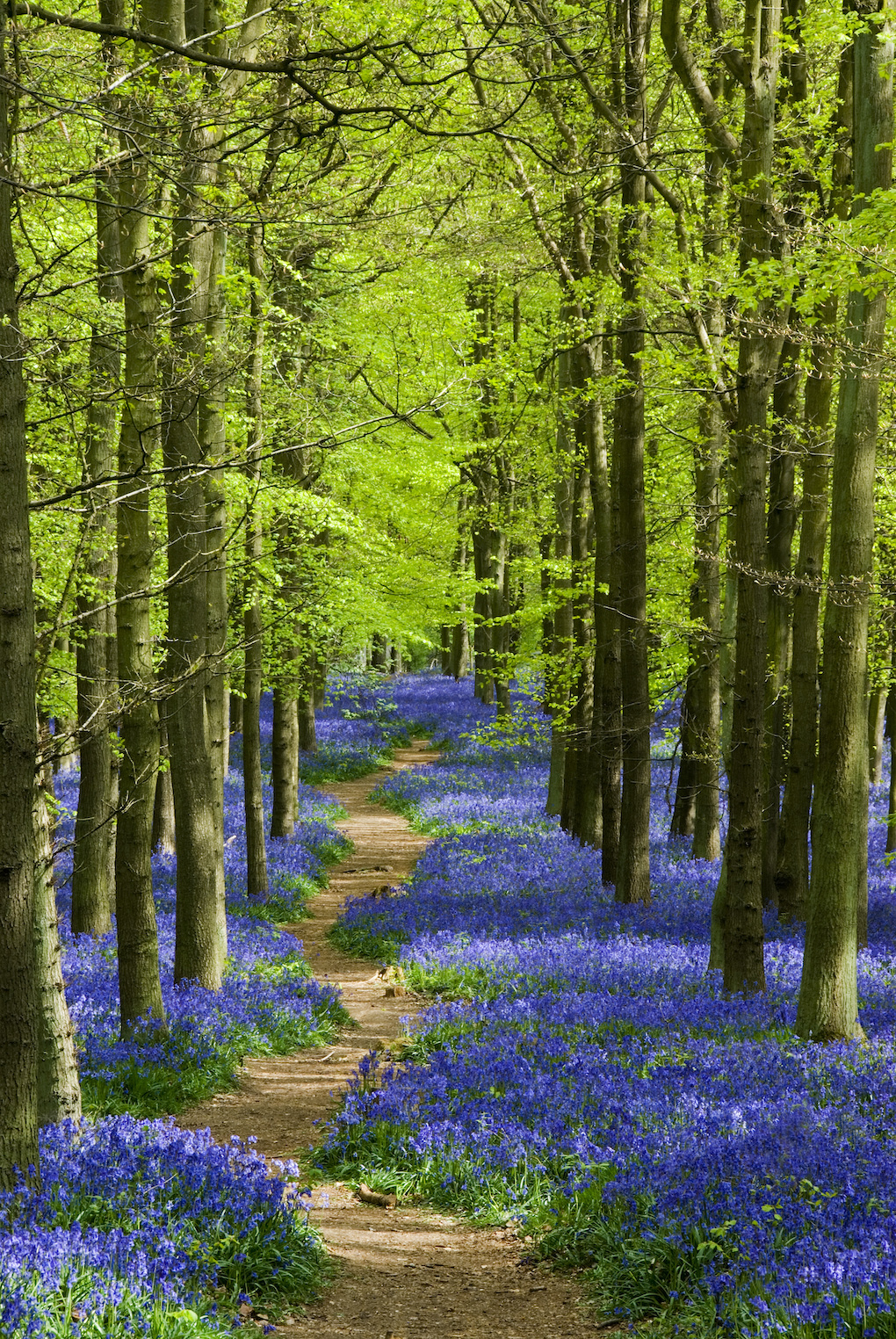 Poster - Blauw Pad door het Bos, Premium Print afbeelding