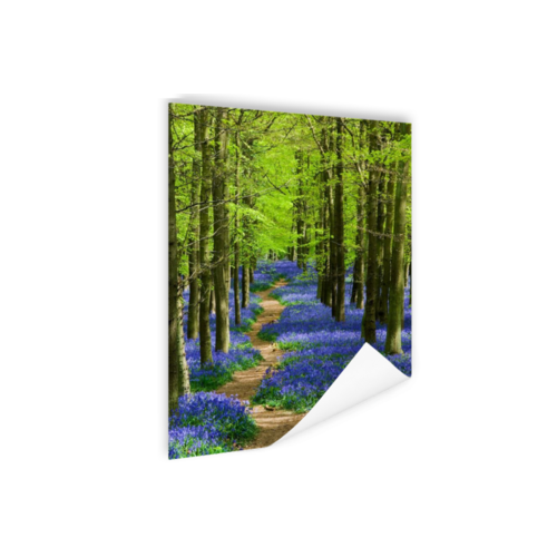 Karo-art Poster - Blauw Pad door het Bos, Premium Print