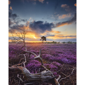 Karo-art Poster - Bloeiende Heide bij Zonsopkomst, Paars/blauw, Premium Print