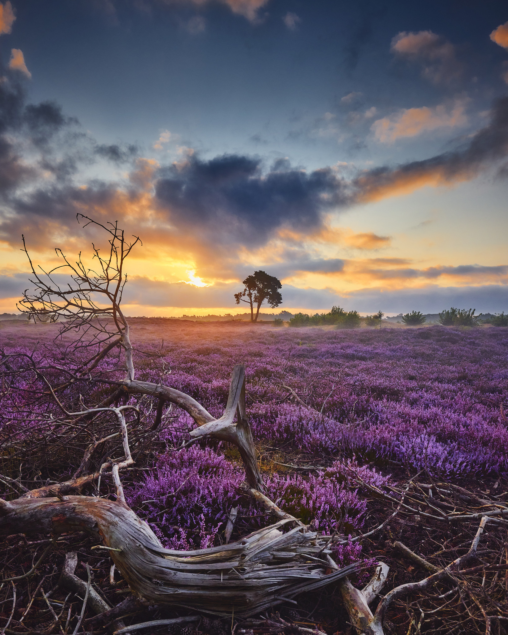 Poster - Bloeiende Heide bij Zonsopkomst, Paars/blauw, Premium Print afbeelding