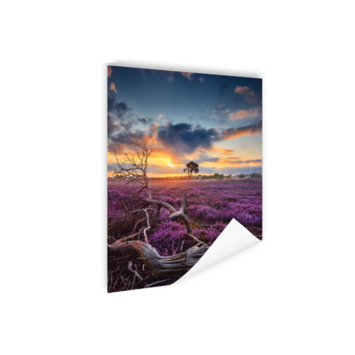 Karo-art Poster - Bloeiende Heide bij Zonsopkomst, Paars/blauw, Premium Print