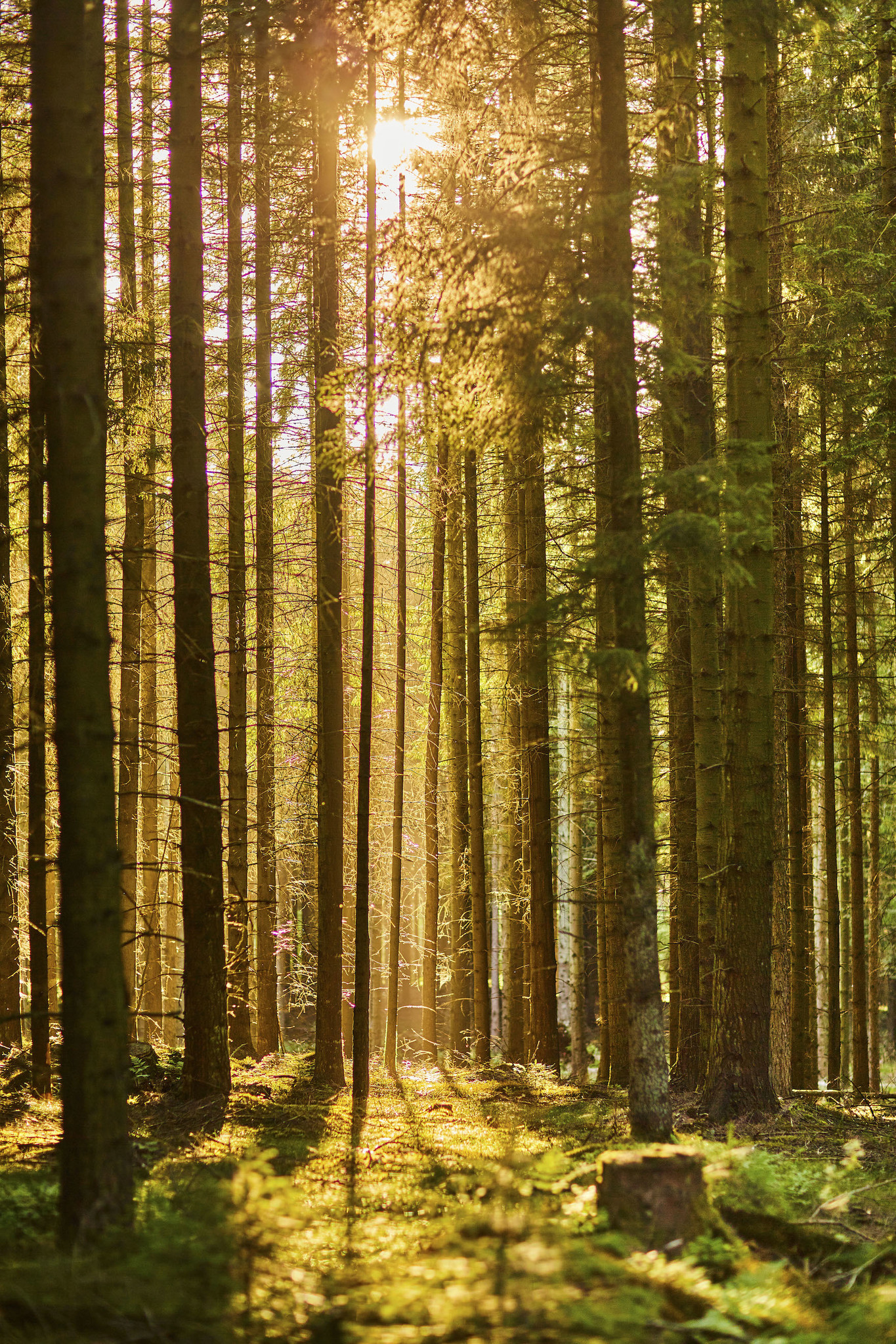Poster - Zon door de Bomen, Prachtig Bos gezicht afbeelding
