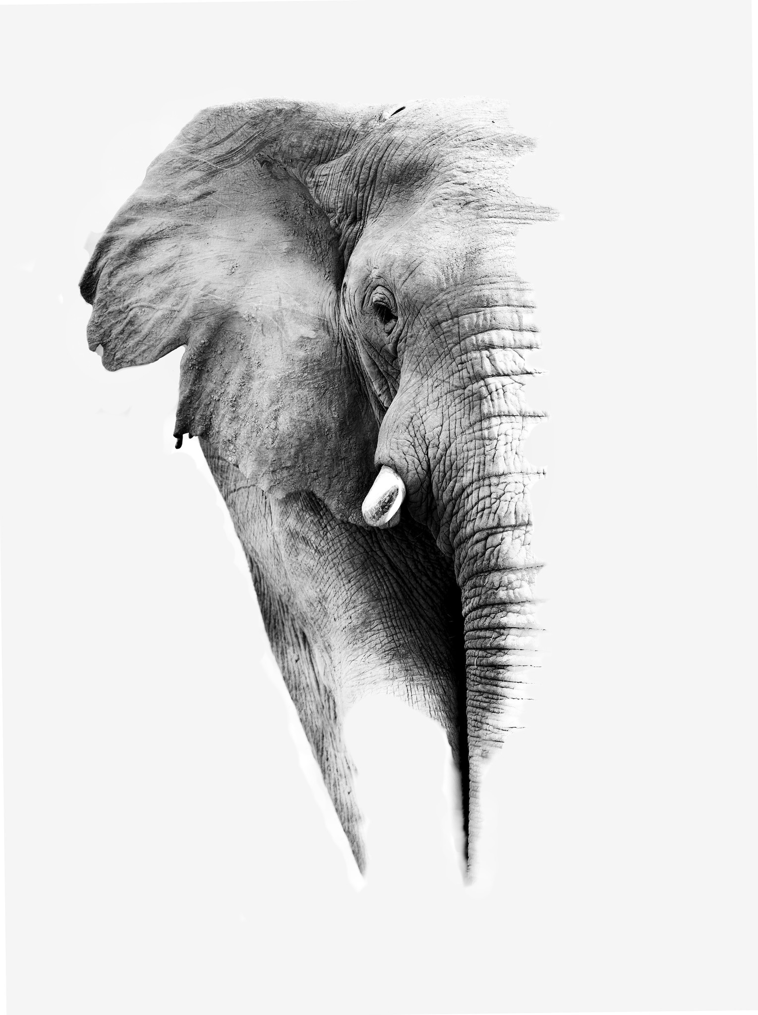 Poster- Olifant witte achtergrond, Prachtige poster met geweldig mooi effect, Premium kwaliteit in zwart en wit afbeelding