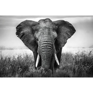 Karo-art Poster - Olifant komt op je af, zwart/wit, Premium print, verpakt in kartonnen rolkoker