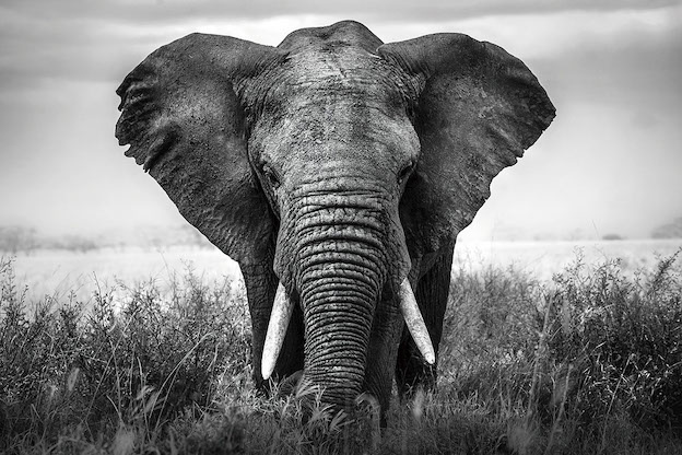 Poster - Olifant komt op je af, zwart/wit, Premium print, verpakt in kartonnen rolkoker afbeelding