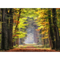 Karo-art Schilderij - Ochtendwandeling in het bos , 2 maten , Groen bruin , Premium print , Canvas, Wanddecoratie, natuur, Wandeling door het bos