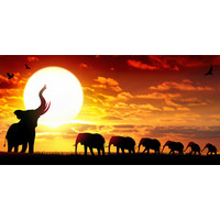 Karo-art Schilderij - Kudde olifanten bij zonsondergang , Oranje geel bruin , 2 maten , Wanddecoratie