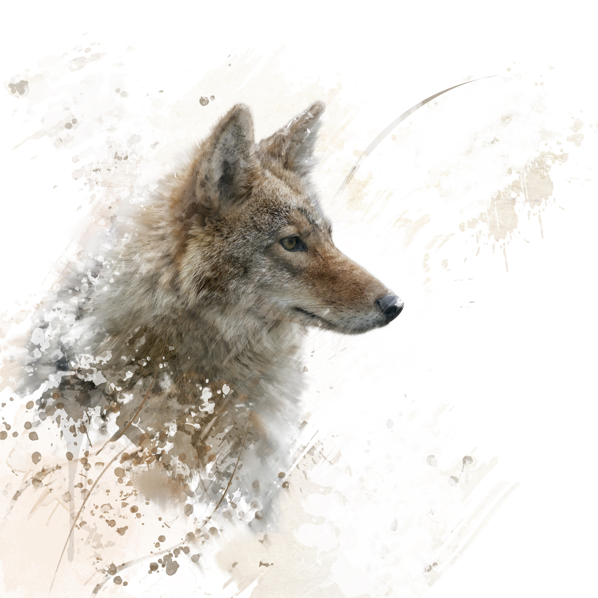 Schilderij - Wolf , 3 maten , Beige bruin , Wanddecoratie afbeelding