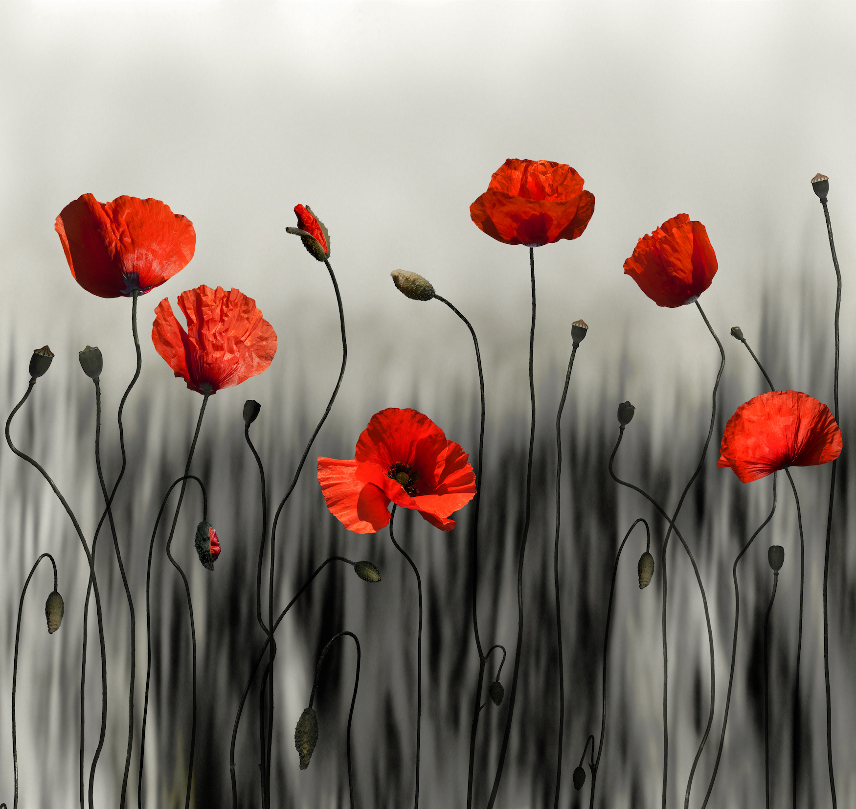 Schilderij - Klaprozen, moderne kunst, Zwart rood wit , 3 maten , Wanddecoratie afbeelding