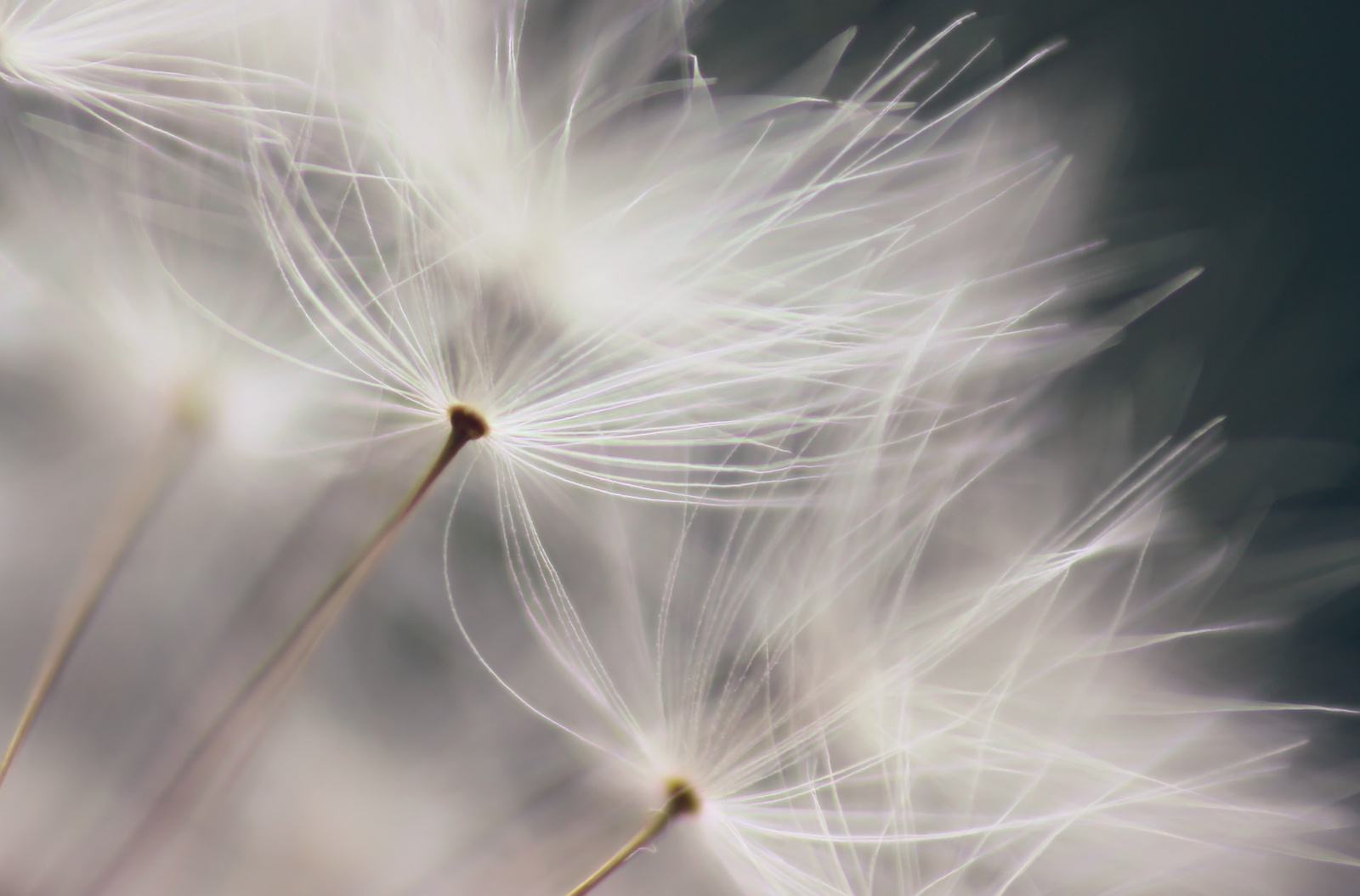 Schilderij - Paardenbloem in de wind , Zwart wit , 2 maten , Wanddecoratie afbeelding