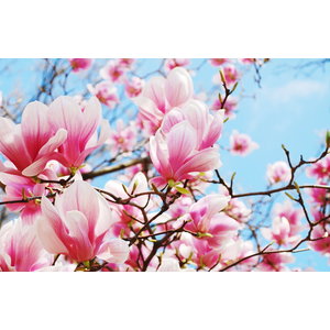 Karo-art Schilderij - Roze magnolia in volle bloei, 2 maten, premium print , Multikleur