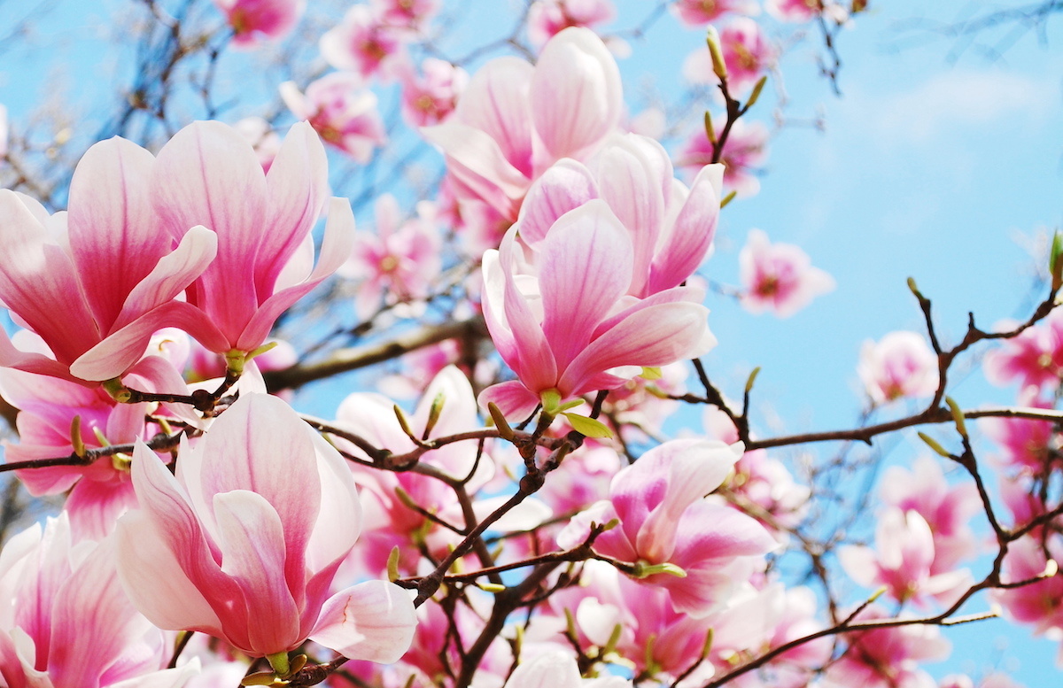 Schilderij - Roze magnolia in volle bloei, 2 maten, premium print , Multikleur afbeelding