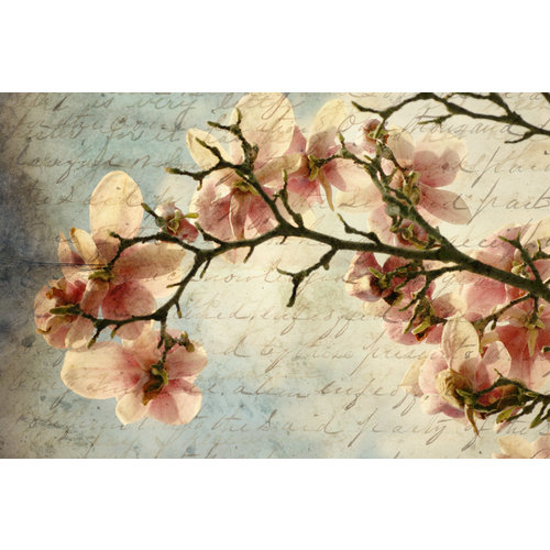 Karo-art Schilderij - Magnolia boomtak met een verouderd papieren effect en een oud handschrift, premium print , 2 maten , Multikleur