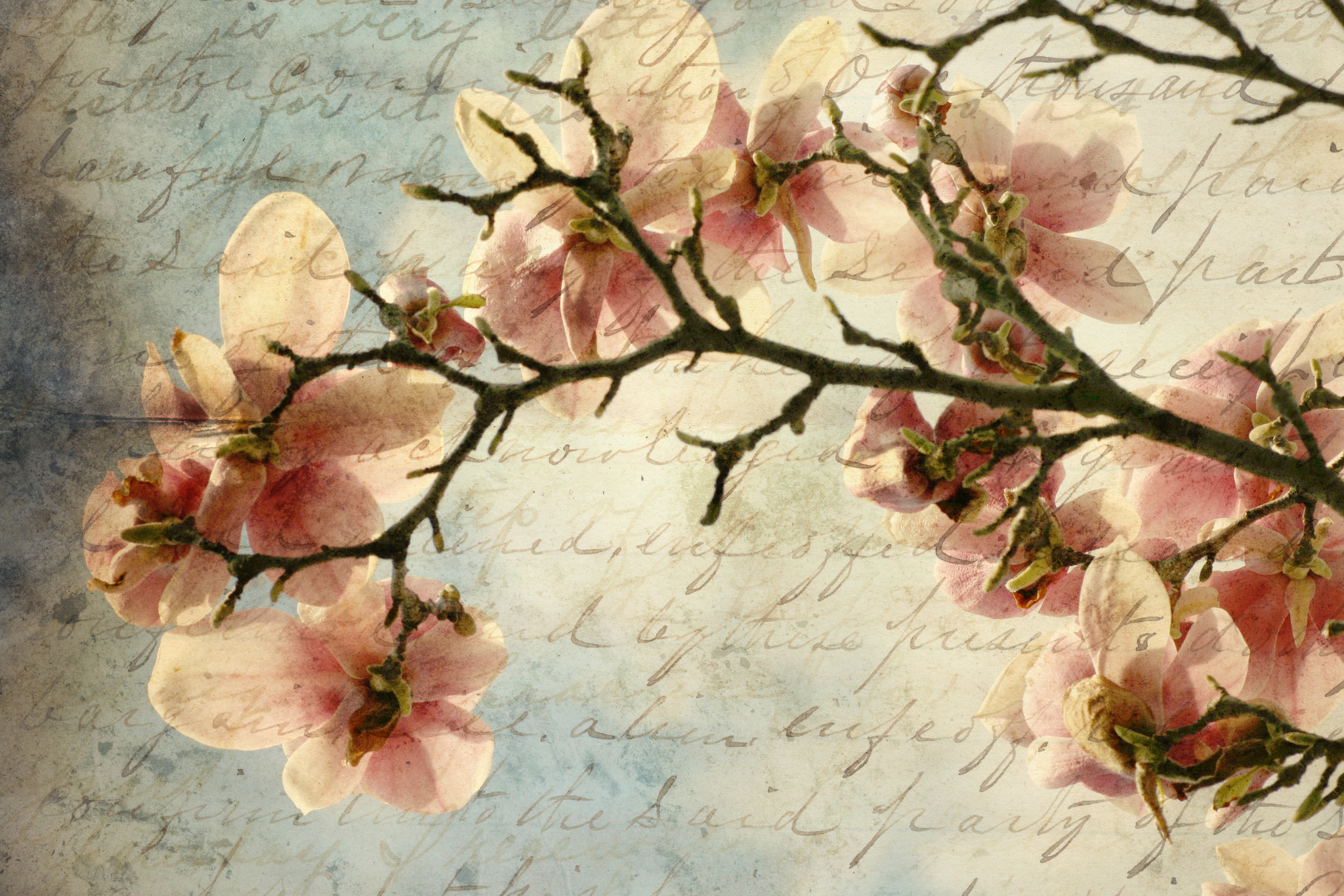 Schilderij - Magnolia boomtak met een verouderd papieren effect en een oud handschrift, premium print , 2 maten , Multikleur afbeelding