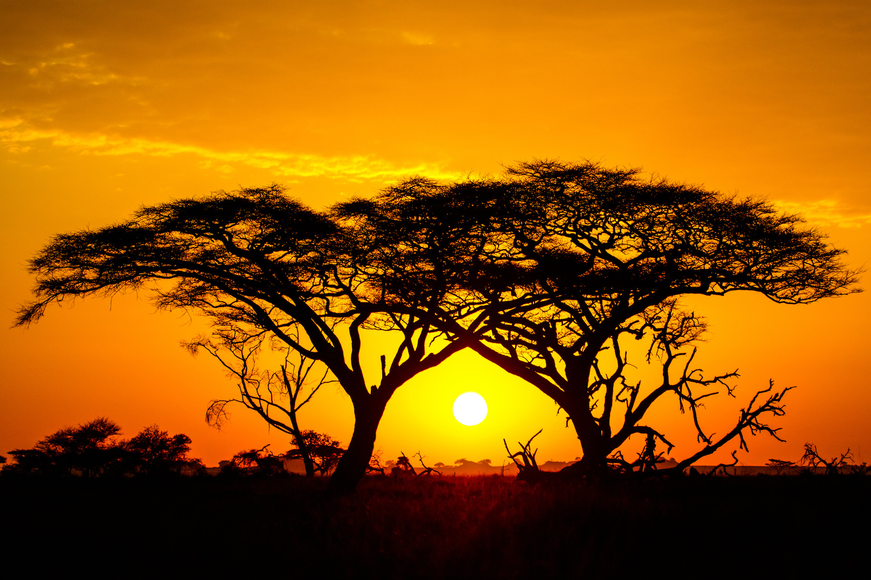 Schilderij - Zonsondergang in Afrika , 2 maten , Oranje zwart , Wanddecoratie afbeelding