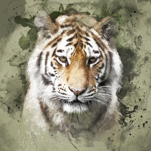 Karo-art Schilderij - Siberische tijger portret , Multikleur , 3 maten , Premium print