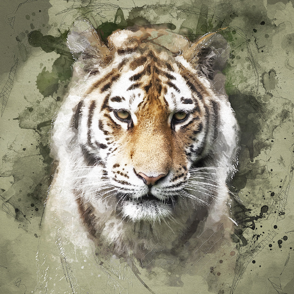 Schilderij - Siberische tijger portret , Multikleur , 3 maten , Premium print afbeelding
