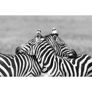 Karo-art Schilderij - Zebra liefde in zwart wit , 2 maten , Premium print