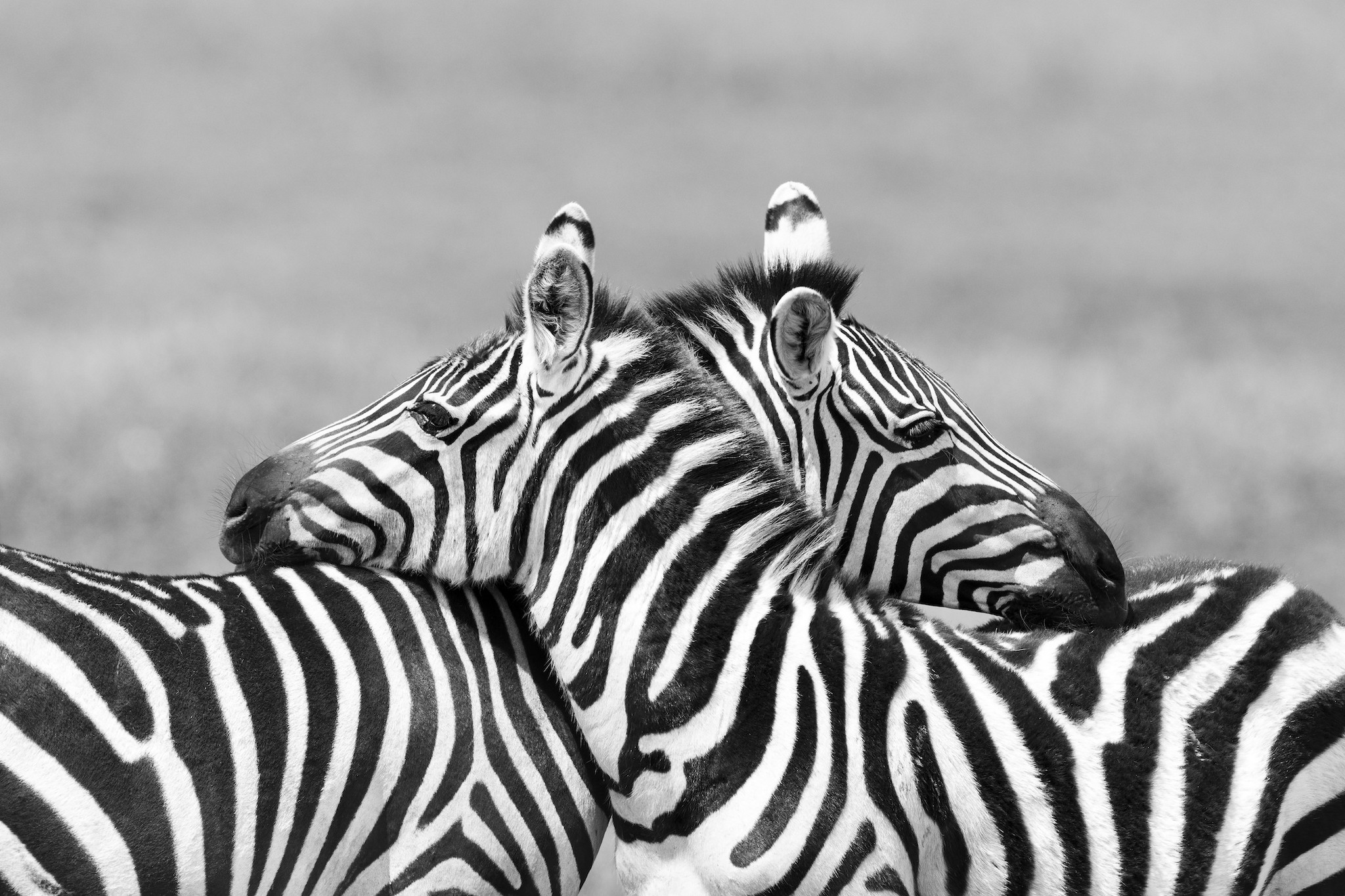 Schilderij - Zebra liefde in zwart wit , 2 maten , Premium print afbeelding