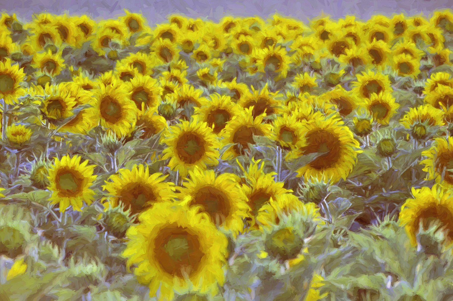 Schilderij - Veld vol zonnebloemen, digitale kunst. Geel, groen, 2 maten , Wanddecoratie afbeelding