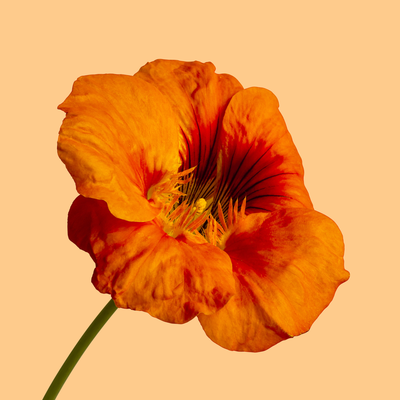 Schilderij - Oranje klaproos op gele achtergrond , 3 maten , Wanddecoratie, Premium print afbeelding