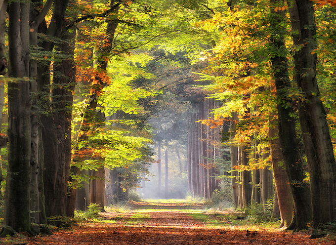 Afbeelding op acrylglas - Ochtendwandeling in het bos , Groen bruin , 3 maten , Wanddecoratie afbeelding
