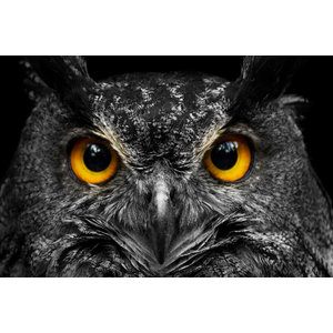 Karo-art Schilderij - Uil met fel gele ogen , Zwart wit geel , 140x100 , Premium print, Wanddecoratie