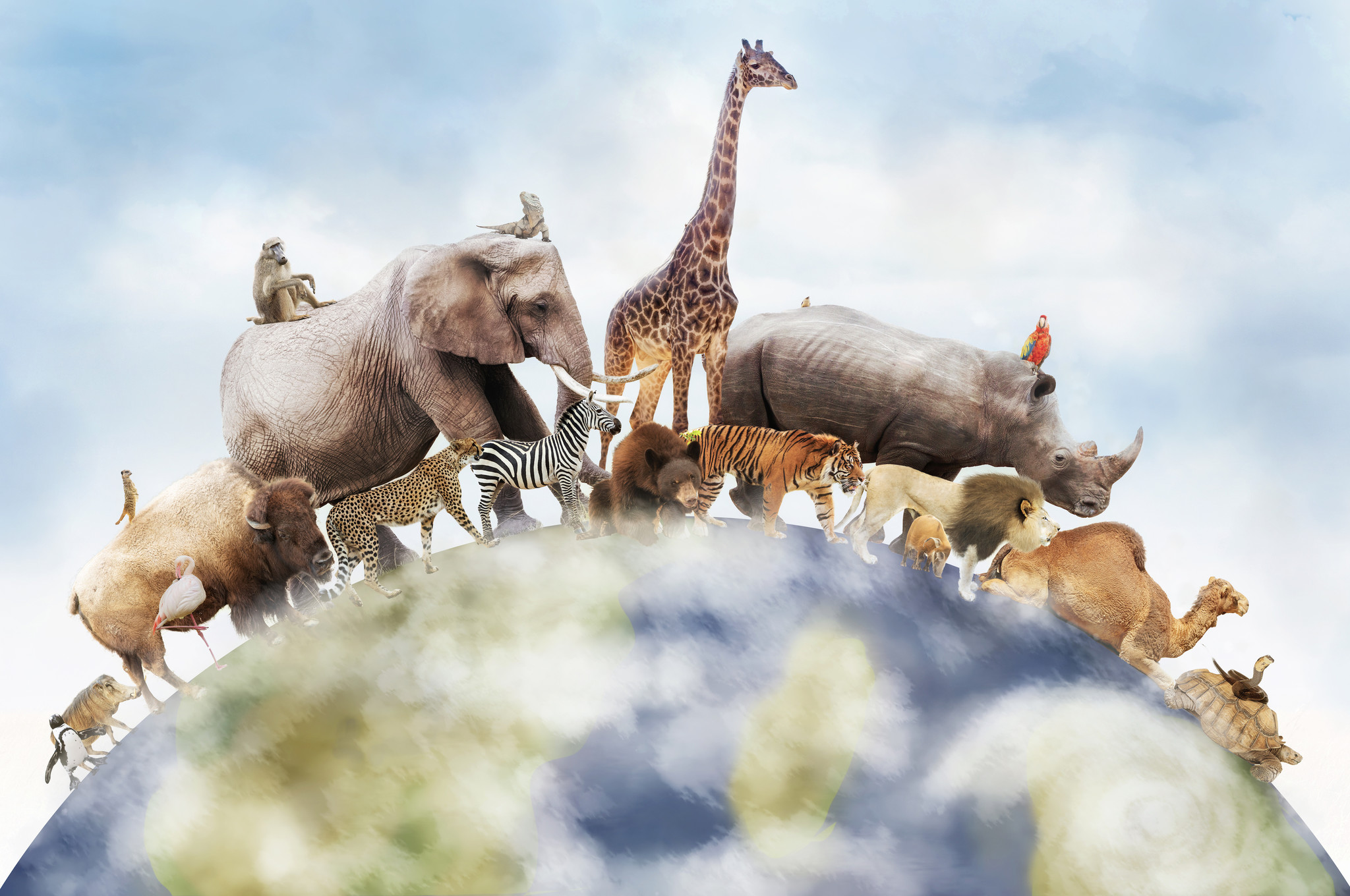 Schilderij - Een wereld van wilde dieren , Multikleur , 2 maten , Premium print afbeelding