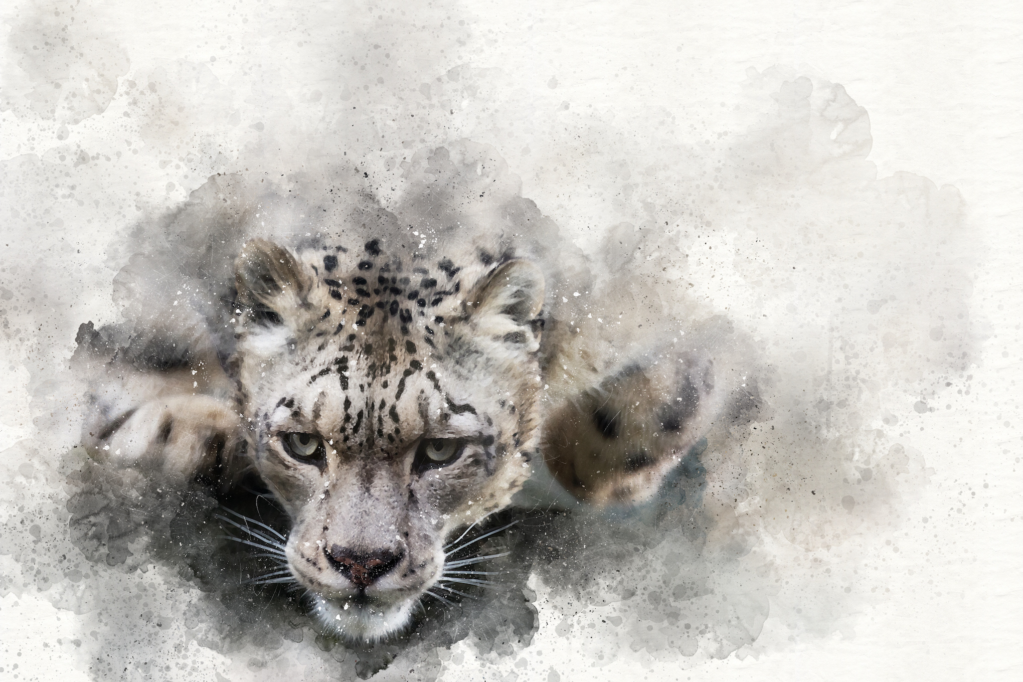 Afbeelding op acrylglas - Sneeuwluipaard, digitaal schilderij, Zwart wit , 3 maten , Premium print afbeelding