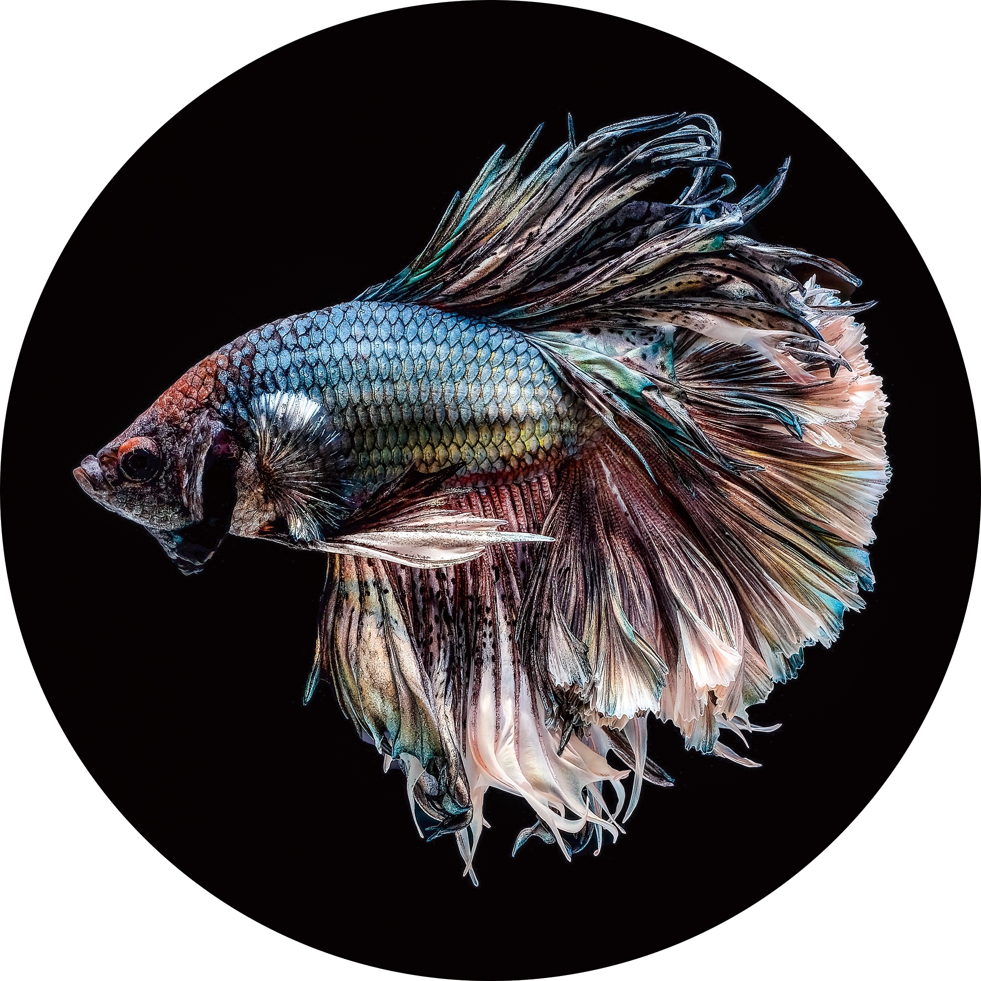 Foto Glas Art - Siamese Vechtvis, diameter 100cm. Prachtig aan de wand, incl ophangmateriaal afbeelding