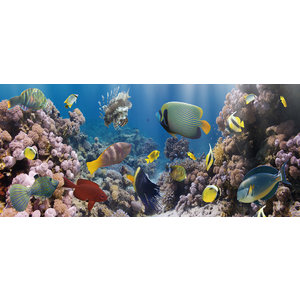 Foto Glas Art - Glasschilderij Aquarium, prachtige heldere kleuren, 160x60cm, voor woonkamer en slaapkamer