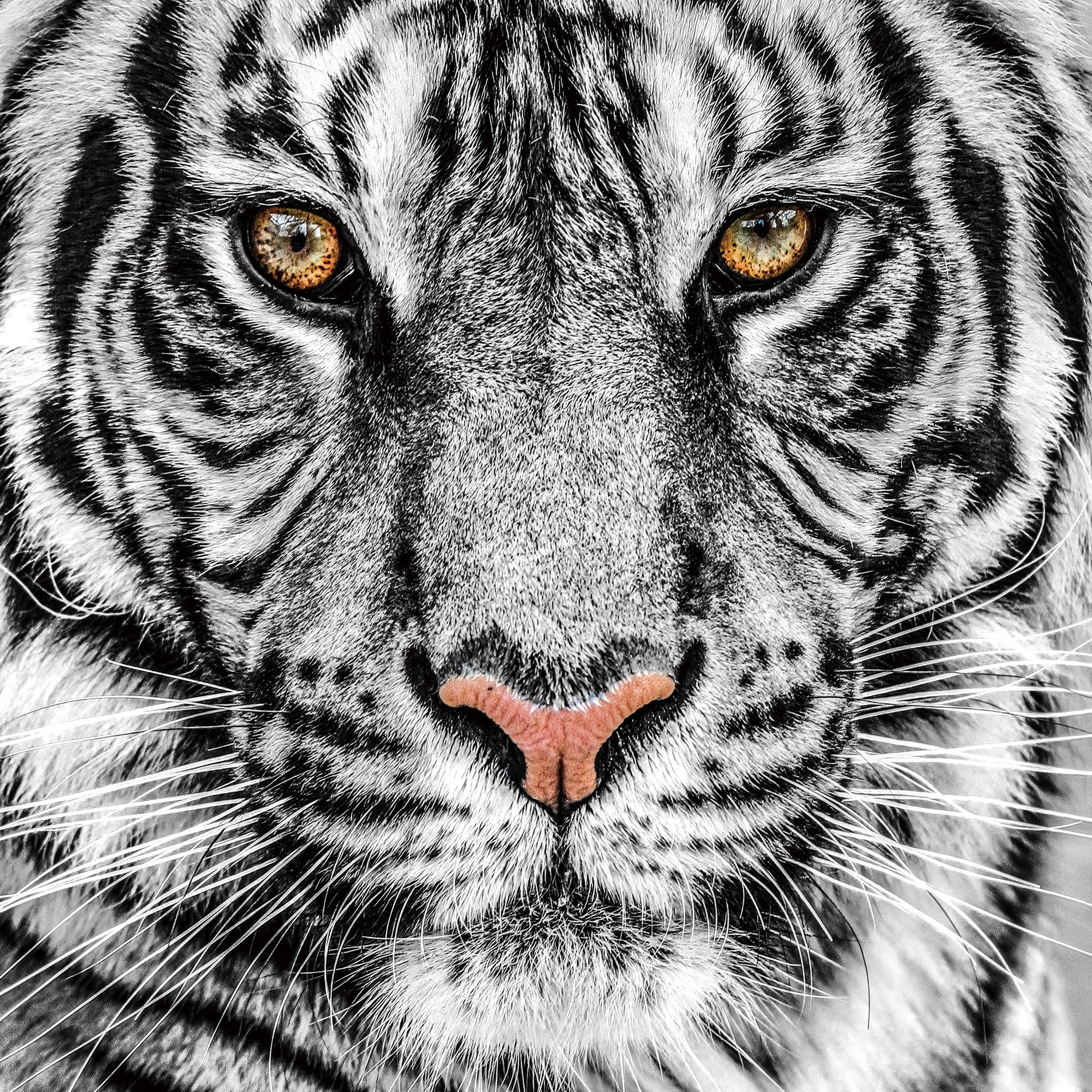 Foto Glas Art - Witte tijger, 80x80 cm prachtig voor in de woon en of slaapkamer, inclusief ophang materiaal.