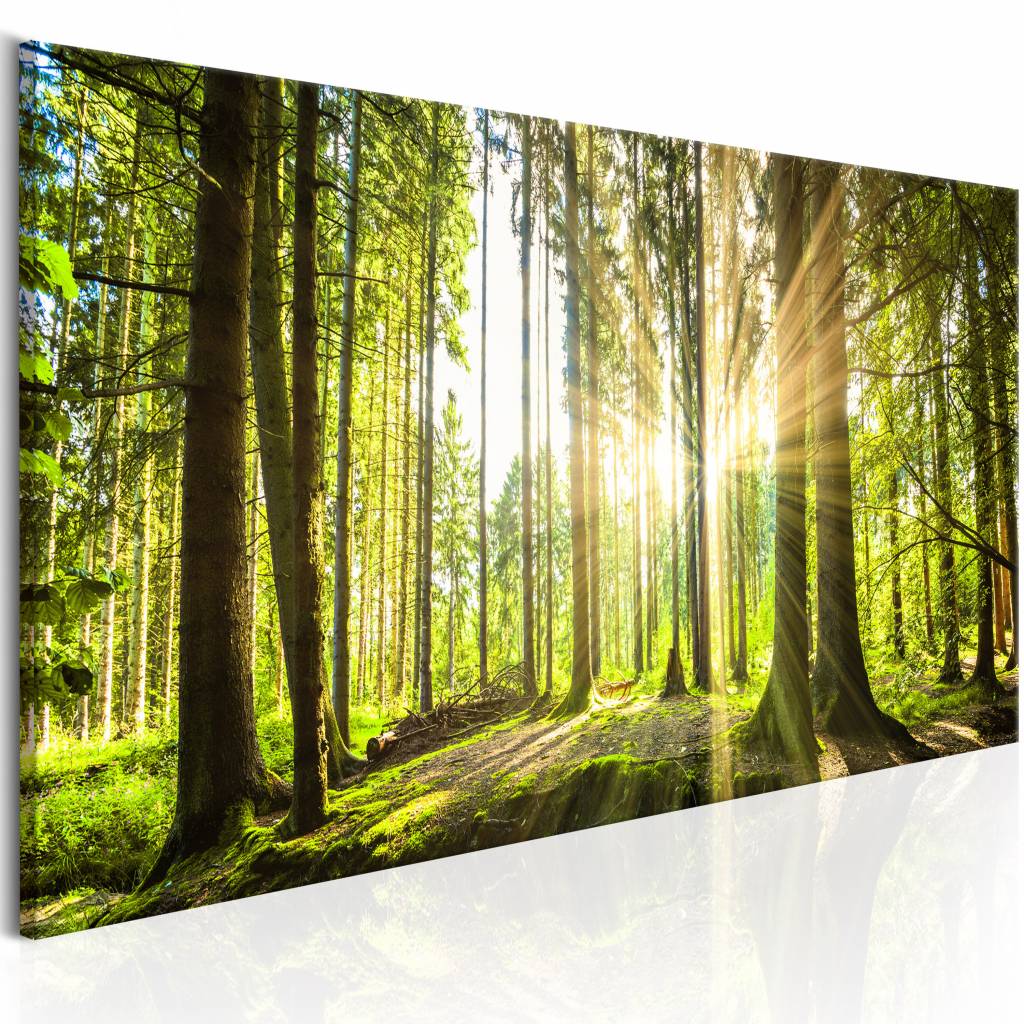 Schilderij - Daglicht, Bruin/Groen, 1luik , premium print op echt Italiaans canvas, 3 maten, prachtige natuur, wanddecoratie