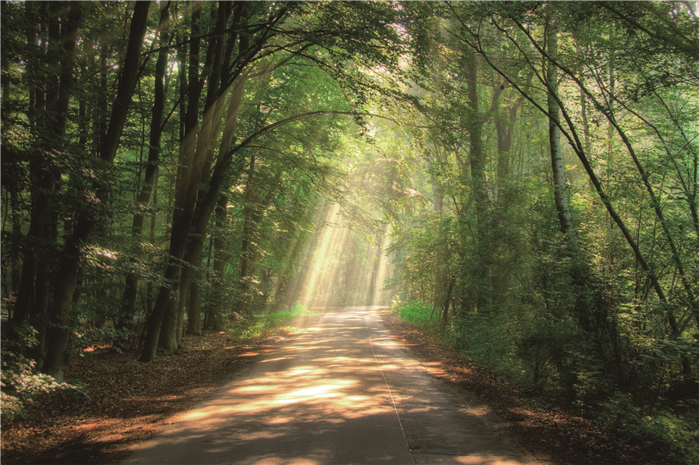 Foto Glas Art - Weg in het bos, 120x80cm, groen, prachtig voor in woon en slaapkamer, inclusief ophang materiaal