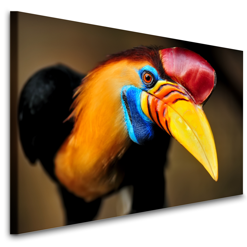 Schilderij - Nieuwsgierige neushoornvogel, premium print, wanddecoratie, zeer stevig verpakt geleverd , Dieren