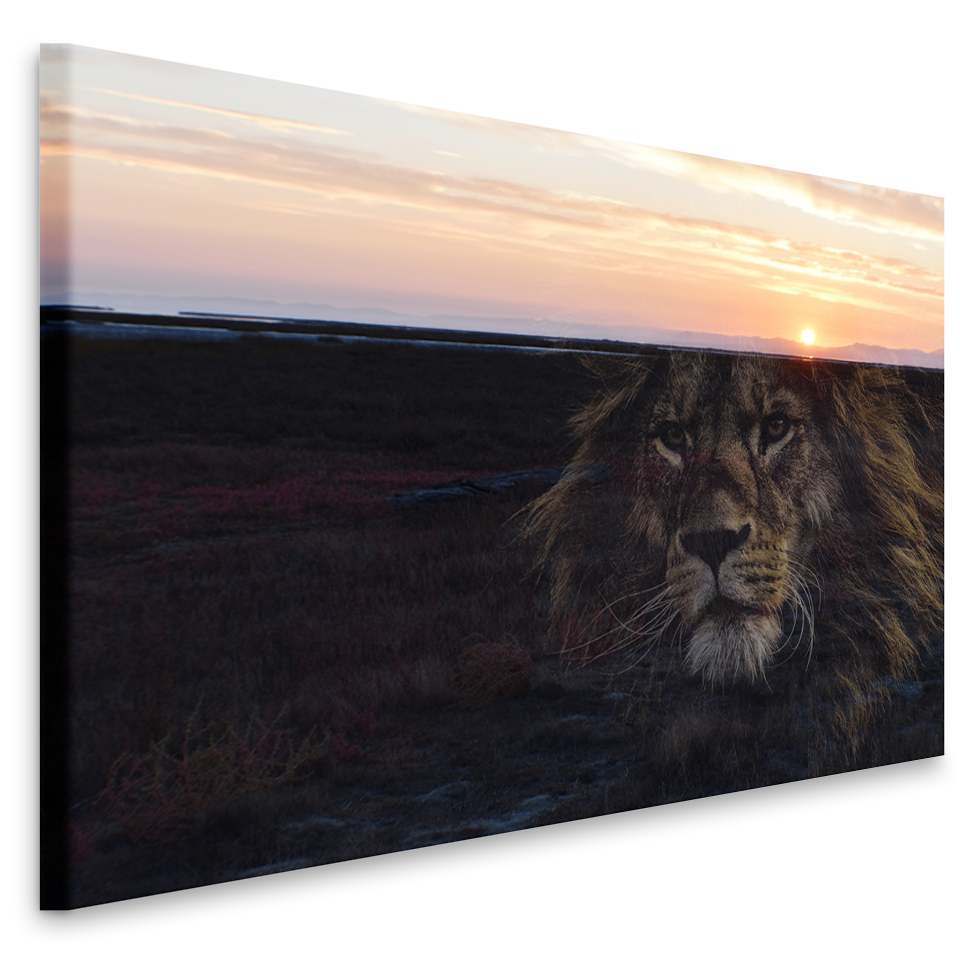 Schilderij - Leeuw en zonsondergang, prachtig schilderij in 2 beelden, voor woonkamer en slaapkamer,