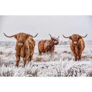 Foto Glas Art-  3 Schotse Hooglanders in de witte weilanden , 80x120cm,  multi-gekleurd, prachtig voor in de woon en of slaapkamer, inclusief ophang materiaal.