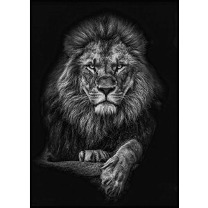 Foto Glas Art - Leeuw met zijn poten over elkaar,80x120cm, zwart/wit, prachtig voor in de woon en of slaapkamer, inclusief ophang materiaal.