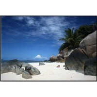 Schilderij met Frame - Palmbomen en Strand, 120x80cm, 1 Luik Schilderij met Frame - Palmbomen en Strand, 120x80cm, 1 Luik