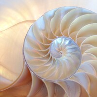 Karo-art Schilderij - Binnenkant schelp  , 3 Maten, Premium print   - 80x80cm