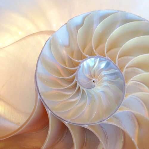 Karo-art Schilderij - Binnenkant schelp  , 3 Maten, Premium print   - 80x80cm