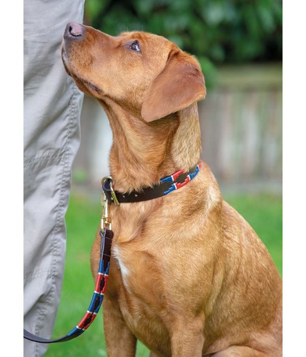 Glad aankleden materiaal Drover Polo Honden Halsband - Equimatch Ruitersport