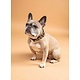 Digby&Fox koeienhaar hondenhalsband