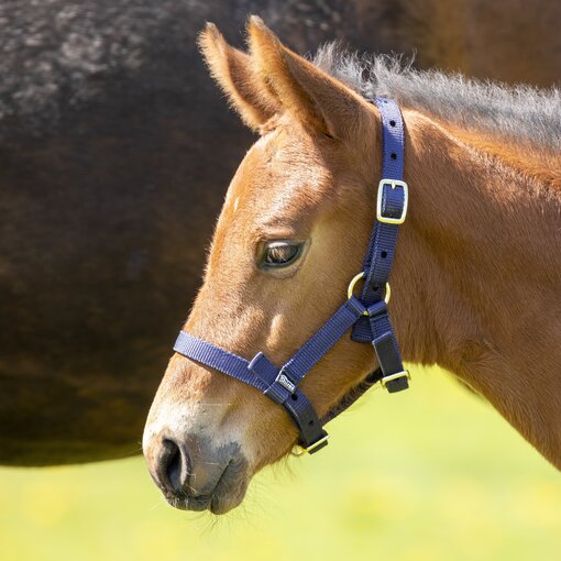 Shires Nylon Veulen Halster